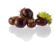 chestnut