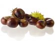 chestnut