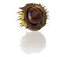 chestnut