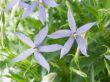 blue star