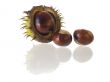 chestnut