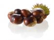 chestnut