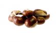 chestnut