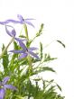 blue star