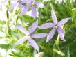 blue star