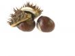 chestnut