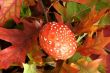 amanita