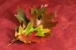 leaves