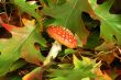 amanita