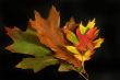 leaves