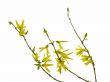 forsythia 