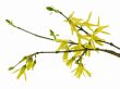 forsythia 