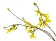forsythia 