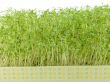 watercress