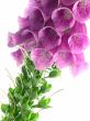foxglove