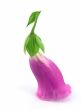 foxglove