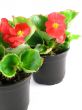 begonia 