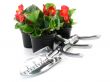 begonia 