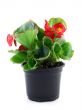 begonia 