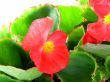 begonia 
