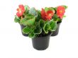 begonia 