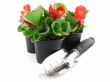 begonia 