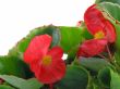 begonia 