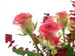 rose bouquet