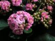 Kalanchoe