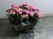 Kalanchoe