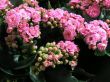 Kalanchoe