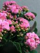 Kalanchoe