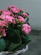 Kalanchoe