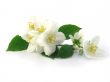 series flowers: branch of fresh jasmine