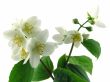 series flowers: branch of fresh jasmine