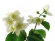 series flowers: branch of fresh jasmine