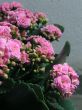 Kalanchoe