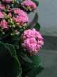 Kalanchoe