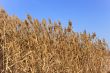 Dried plants of cane