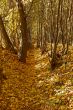 Ravine in autumn woods