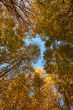 Crown of various autumn trees