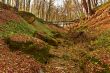 Ravine in the forest