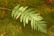 Ferns leaf on the moss