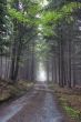 road in foggy coniferous forest