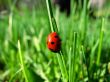 Ladybird in the green grass