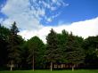 Chestnut trees in the park