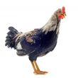 young bantam rooster