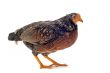 young bantam