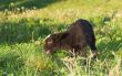  Lamb grazing in green meadow