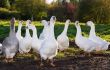 Aflock of white geese walking on a green meadow